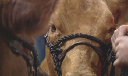 stock show 4 112th Stock Show Springs Into Action