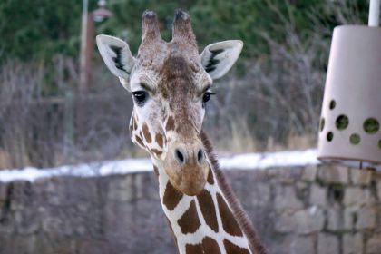 giraffe laikipia cheyenne mountain zoo 2 2 Giraffes At Cheyenne Mountain Zoo Are Pregnant!
