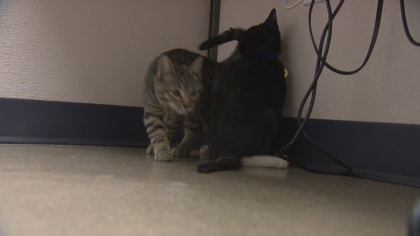 dfl expansion 10pkg transfer frame 418 $40M Worth Of Changes Coming To Colorado Animal Shelter