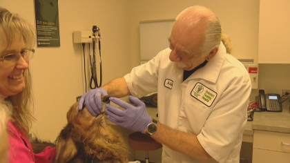 Animals Show Results With Stem Cell Research At CSU