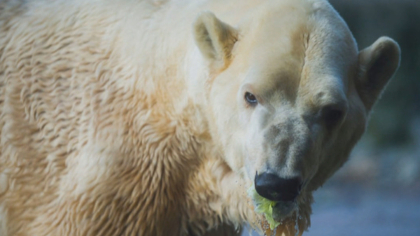 csu stem cells 10pkg frame 1987 Animals Show Results With Stem Cell Research At CSU