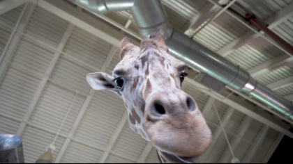 csu stem cells 10pkg frame 2083 Animals Show Results With Stem Cell Research At CSU