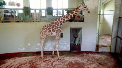 csu stem cells 10pkg frame 2238 Animals Show Results With Stem Cell Research At CSU