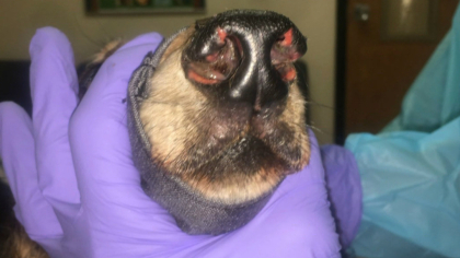 csu stem cells 10pkg frame 327 Animals Show Results With Stem Cell Research At CSU