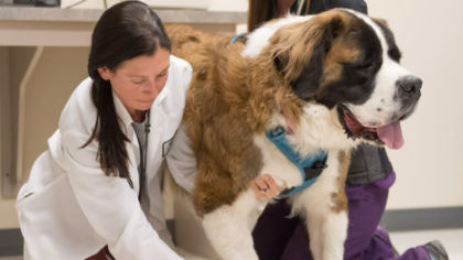 epilepsy dog 6pkg transfer frame 1187 CSU Presents Research On CBD Oil Used For Dogs