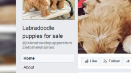 labradoodle scam 10pkg transfer frame 791 Labradoodle Scam: Denver Woman Uncovers Scam Sites