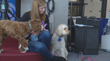 labradoodle scam 10pkg transfer frame 107 Labradoodle Scam: Denver Woman Uncovers Scam Sites