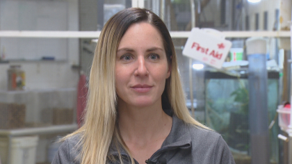 cobra cancer sy 01 concatenated 122721 frame 11276 Denver Zoos Unique Treatment Puts King Cobra With Cancer In Remission