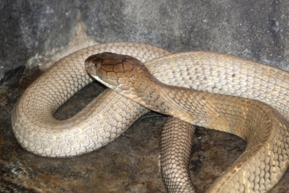 cobra Denver Zoos Unique Treatment Puts King Cobra With Cancer In Remission