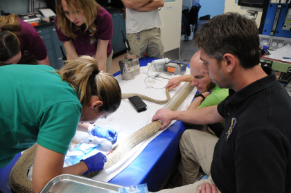 vet takes biopsy Denver Zoos Unique Treatment Puts King Cobra With Cancer In Remission