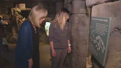 cobra cancer sy 01 concatenated 122721 frame 26883 Denver Zoos Unique Treatment Puts King Cobra With Cancer In Remission