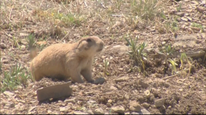 loveland prairie dogs 5pkg frame 270 Developer Finds Compromise That Includes Homes, Prairie Dogs