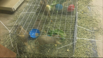 loveland prairie dogs 5pkg frame 951 Developer Finds Compromise That Includes Homes, Prairie Dogs