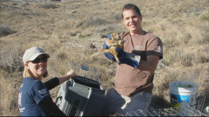 loveland prairie dogs 5pkg frame 1161 Developer Finds Compromise That Includes Homes, Prairie Dogs