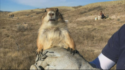 loveland prairie dogs 5pkg frame 861 Developer Finds Compromise That Includes Homes, Prairie Dogs