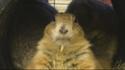 loveland prairie dogs 5pkg frame 801 Developer Finds Compromise That Includes Homes, Prairie Dogs