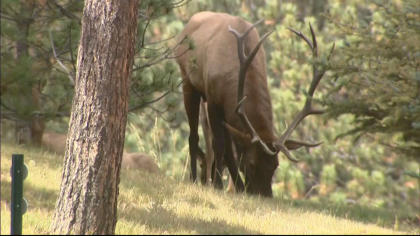 declining elk herd 6pkg frame 364 Theyre Just Dying Off: Elk Herds Disappearing In Eagle Valley