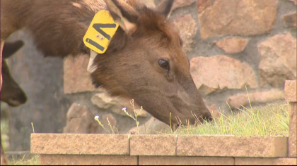 declining elk herd 6pkg frame 514 Theyre Just Dying Off: Elk Herds Disappearing In Eagle Valley
