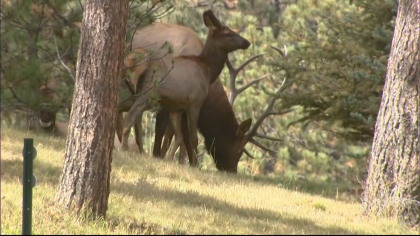 declining elk herd 6pkg frame 1035 Theyre Just Dying Off: Elk Herds Disappearing In Eagle Valley