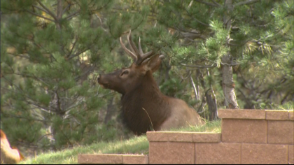 declining elk herd 6pkg frame 976 Theyre Just Dying Off: Elk Herds Disappearing In Eagle Valley