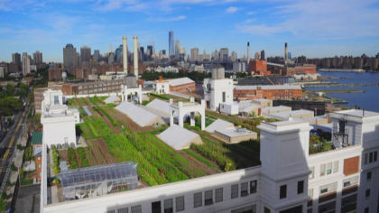 Green Roof Initiative Shows ‘Unintended Consequences’