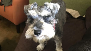 Lola Escaped From Foster Care During Owner’s Deployment