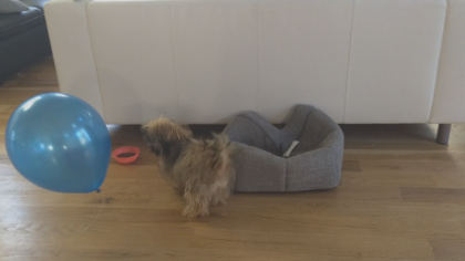 stolen puppy 5pkg transfer frame 36 Medical Bills Mount After Stolen Puppy Returned Sick