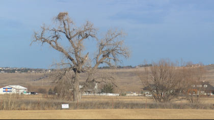bald eagle lawsuit 10pkg transfer frame 0 Nonprofit Files Lawsuit Over Development Near Bald Eagles Nest