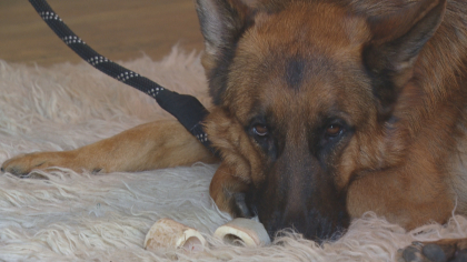 fireworks dogs folo 10pkg frame 1050 So Grateful Hes Home: Owner Thanks Community For Finding Dog Spooked By Fireworks