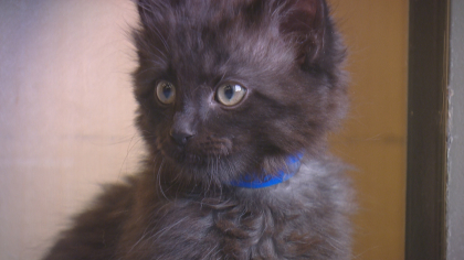 cats on mats 10pkg frame 1128 Pair Your Downward Dog With Cats On Mats