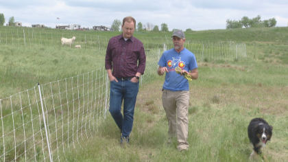 goats 2 Standley Lake Regional Park Turns To Goats For Weed Mitigation