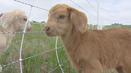 goats Standley Lake Regional Park Turns To Goats For Weed Mitigation