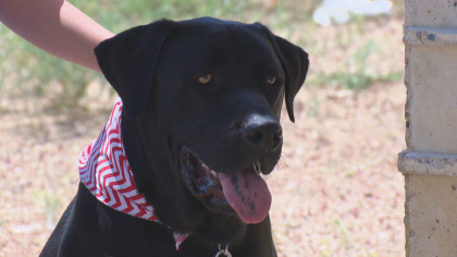 t4co stink bug 5pkg transfer frame 1258 Stink Bug Project: Sweet Pairing Of Sick Kids And Companion Dogs