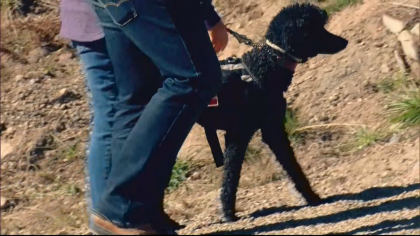 winter park dog intro transfer frame 332 Veterans Chairlift Complaint Dismissed By Civil Rights Commission