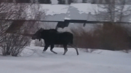 moose harassment 10pkg frame 1331 Wildlife Officials Warn Moose Encounters Can Be Dangerous