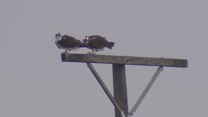 osprey 1 World Watches Osprey Return To Longmont Nest
