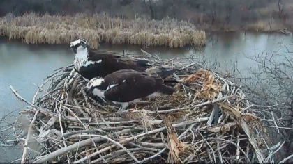 osprey 2 World Watches Osprey Return To Longmont Nest