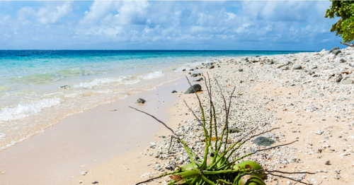 Algorand Blockchain Chosen as Underlying Tech for Marshall Islands’ Digital Currency