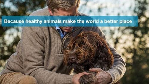 Bayer awards global Companion Animal account to Proximity and BBDO