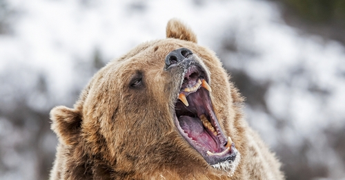 Cambrial Capital to Shut Down After Coronavirus Tanks Markets