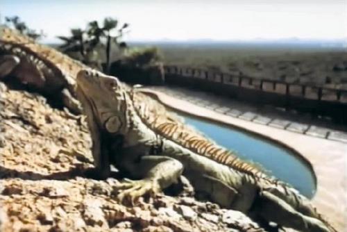 Campaign50: Watch the ads that made CDP great