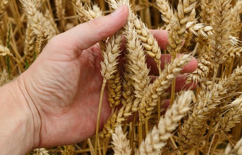 Russia Is Eyeing Up Saudi Wheat Market Dominated by EU Supplies