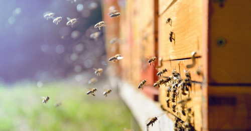 Steem Fork Faces Legal Threat From Mining Firm Over ‘Hive’ Name