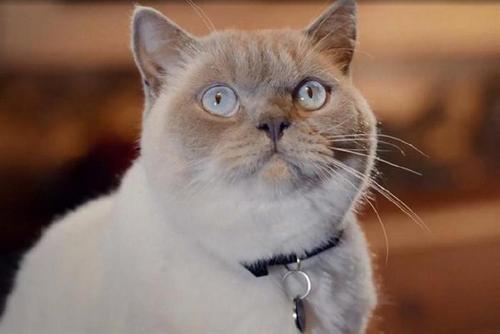 Young’s Seafood appoints Total Media, ending 18 years with MediaCom